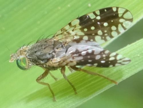 Réf. 357 001 : Tephritis pulchra